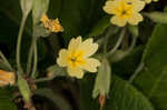 Cowslip primrose